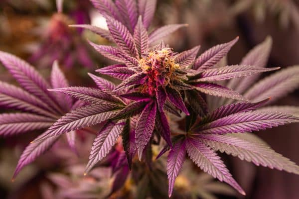 Planta de marihuana donde se aprecian las hojas principales y las brácteas u hojas más cercanas al cogollo. Además, las hojas pueden presentar distintos colores.