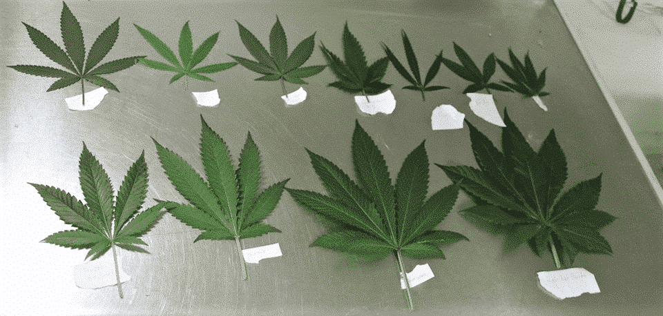 Diferentes hojas de marihuana donde se aprecian diferencias en el tamaño y el color. 