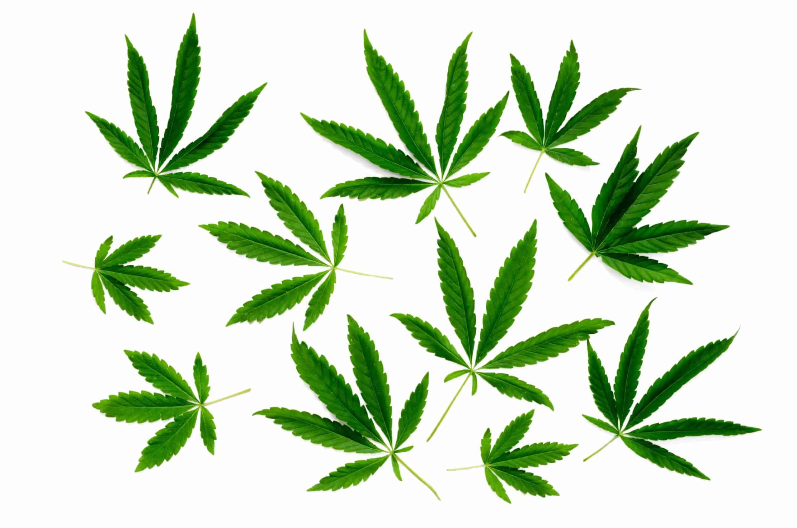 Hojas de marihuana: Descubre su variedad,  formas, colores y usos