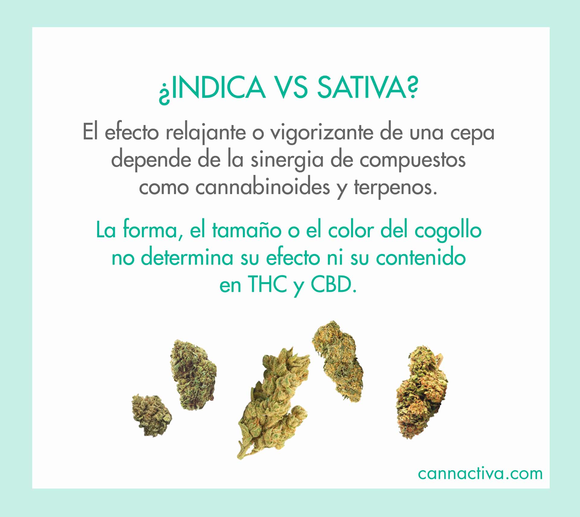 Diferencias entre marihuana indica y sativa
