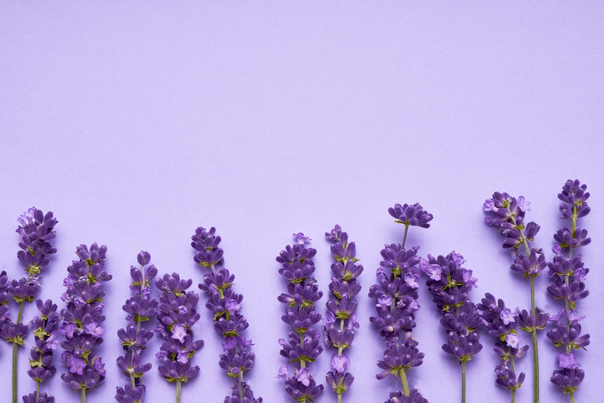 Linalool: el terpeno de las flores de lavanda en el cannabis