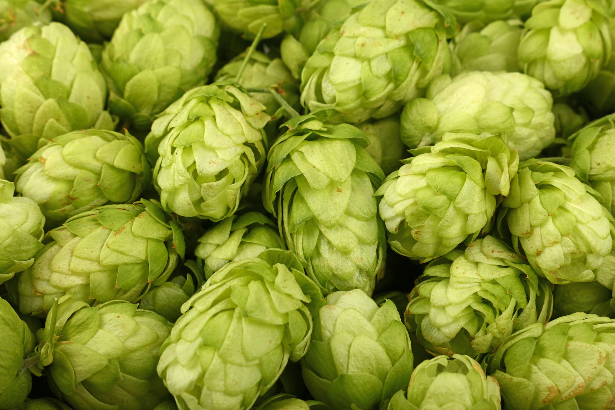 Humuleno: el aroma de la cerveza también presente en el cannabis 