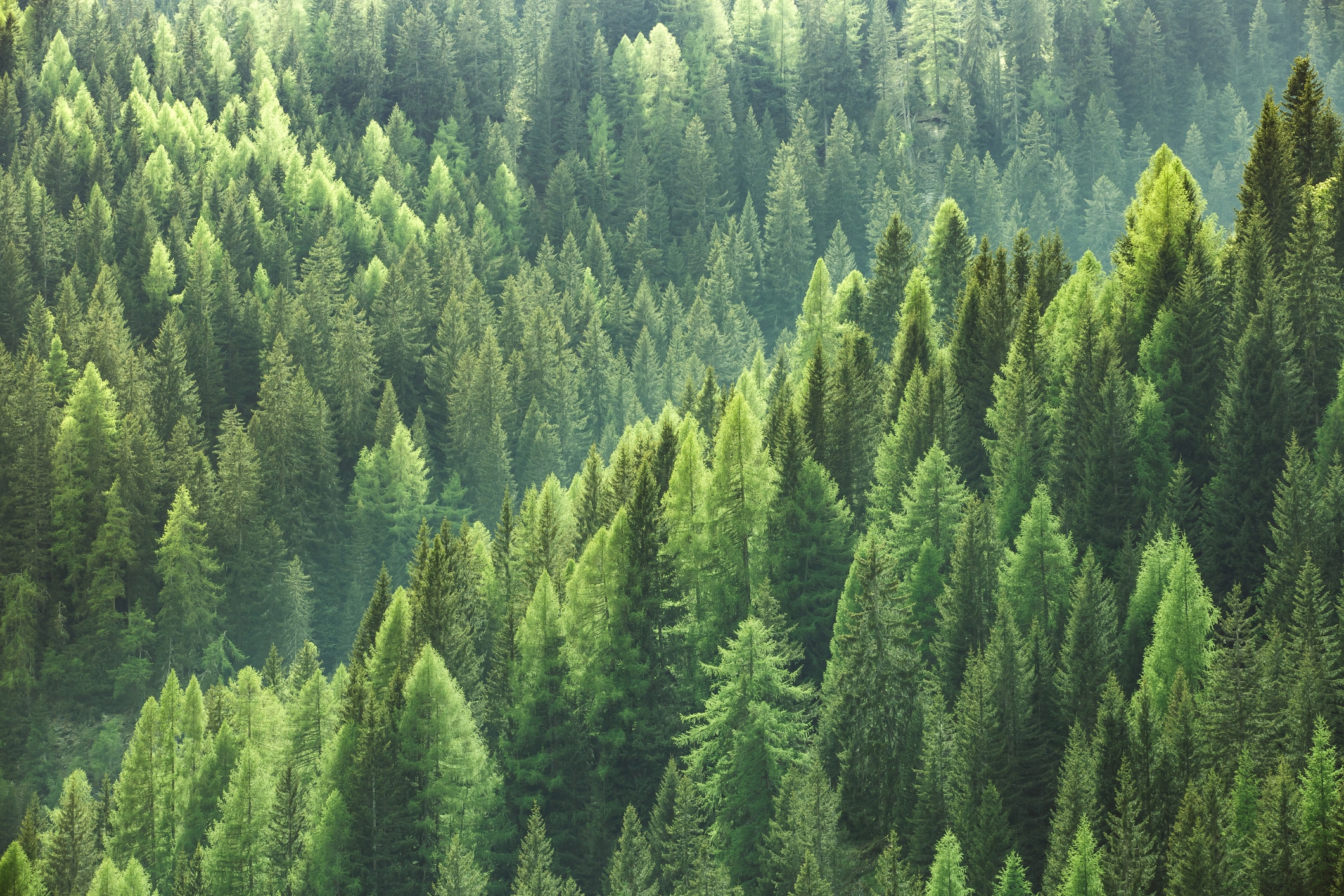Pineno: el olor del bosque en el cannabis