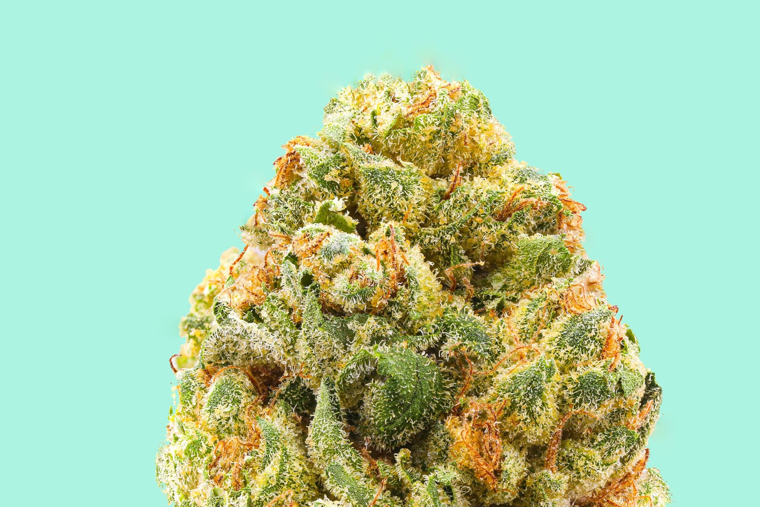 Efectos de los terpenos en el cannabis: de aromas a experiencias únicas 
