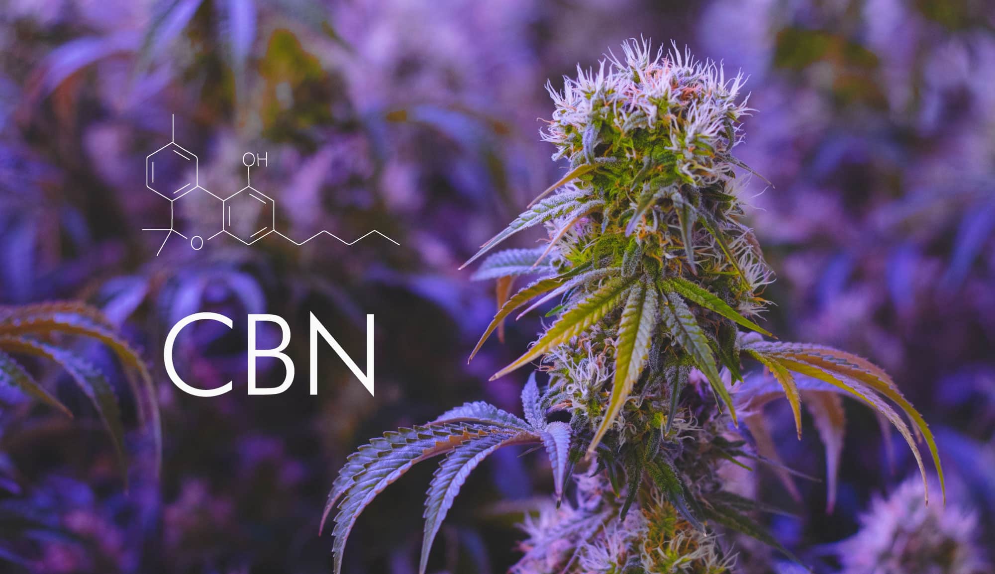 CBN o cannabinol: Qué es, propiedades y efectos del “cannabinoide del sueño”