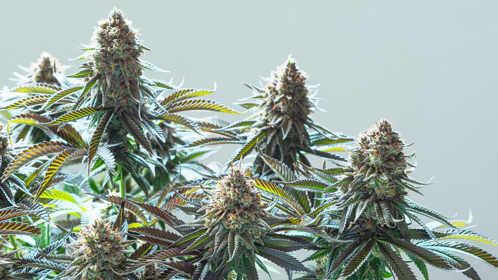 La evolución de la marihuana: del 4% al 35% de THC en menos de 30 años