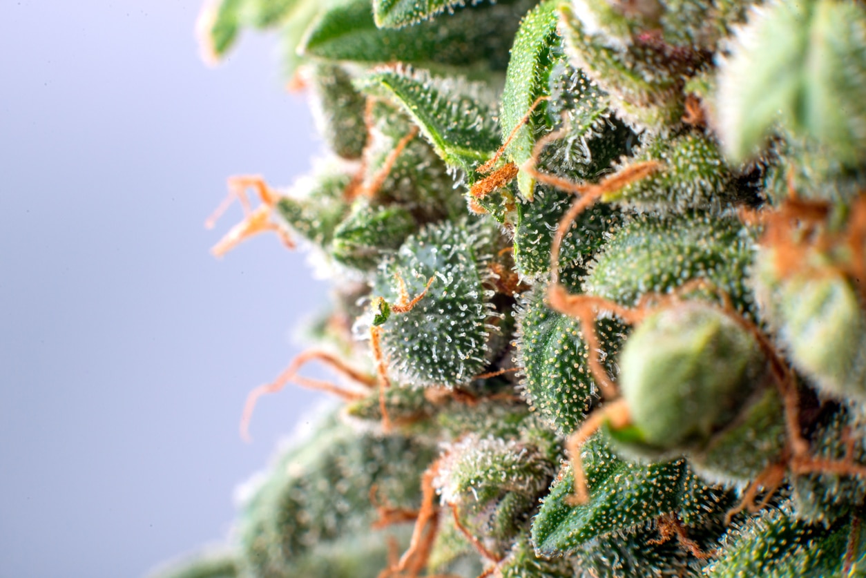 Tricomas del cannabis: Donde ocurre la magia