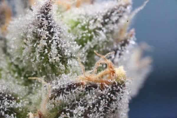 Tricomas del cannabis de color blanco o lechoso.