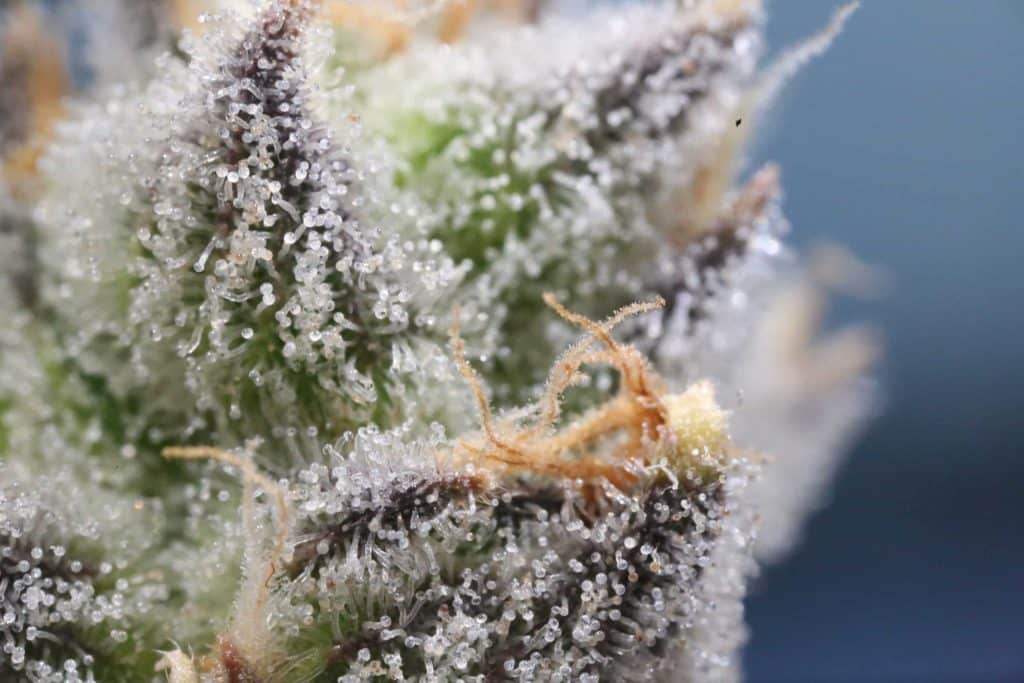 Tricomas del cannabis de color blanco o lechoso.