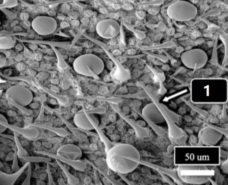 Foto de tricomas del cannabis a través de microscopio electrónico. Se observan tricomas no glandulares, con apariencia de "pelos" (1), y los tricomas glandulares sésiles, con apariencia de bolitas. Adaptado de la referencia 2. 