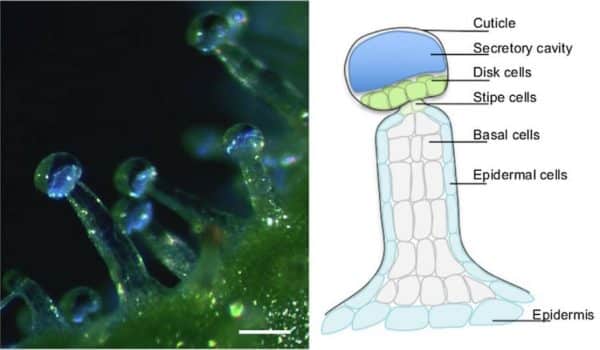 Estructura de los tricomas capitados del cannabis. Los cannabinoides y terpenos se producen en la parte superior. Extraído de la referencia 1.