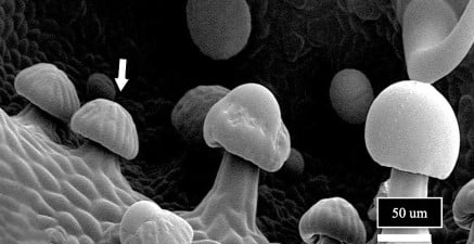 tricomas del cannabis
