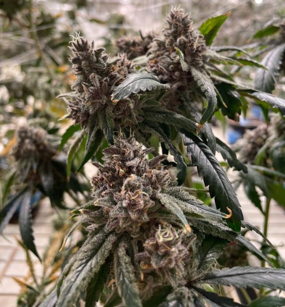 Cannabis Kush
