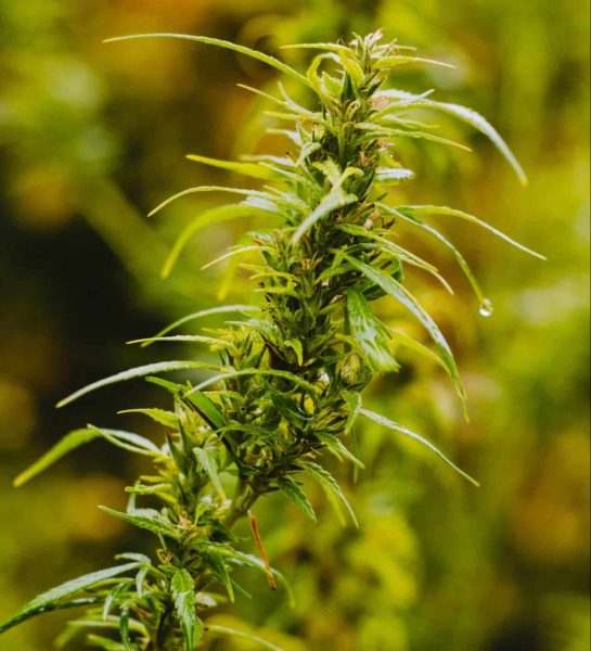 Marihuana Kush y Haze