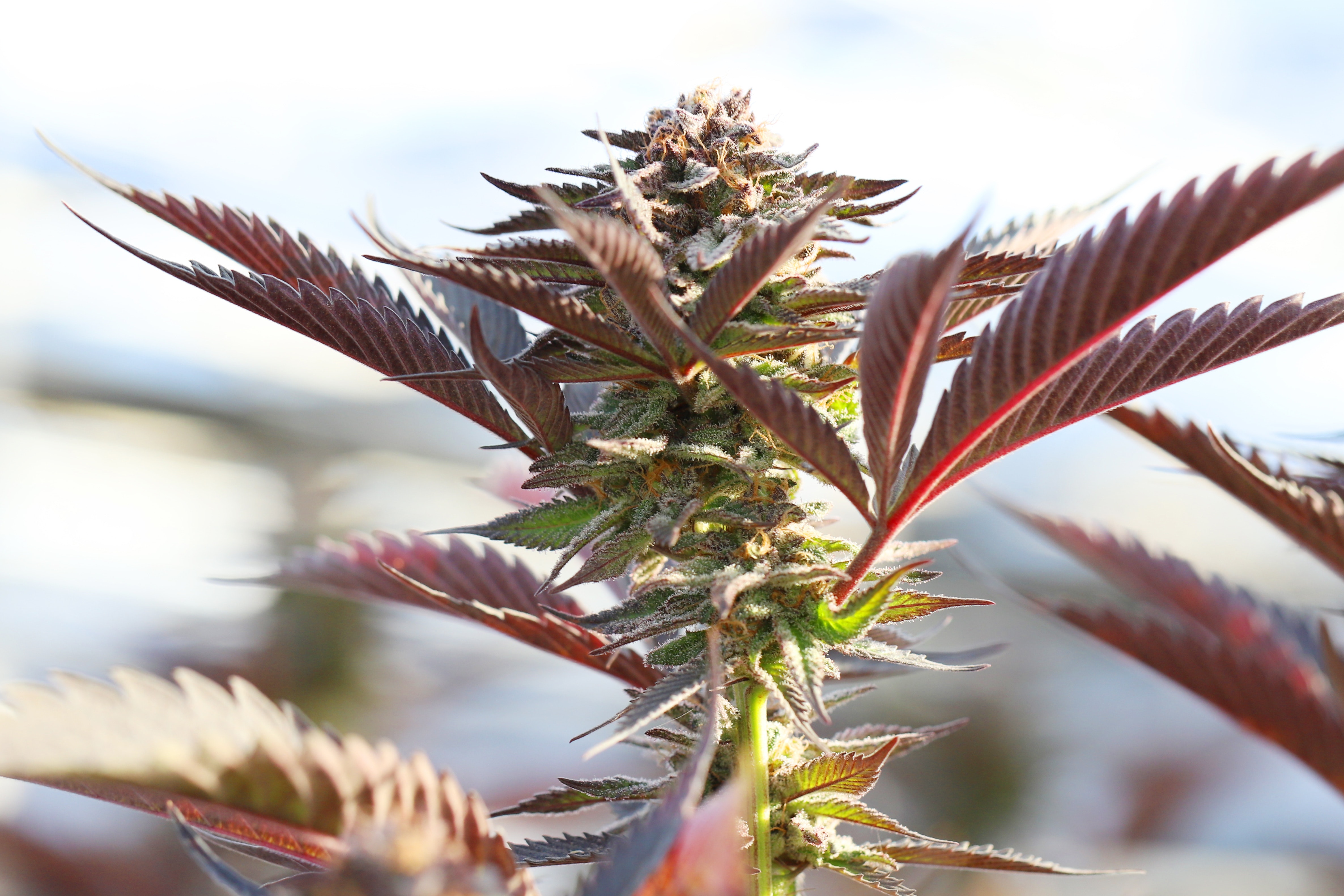 Marihuana Kush: Una Variedad Sorprendente
