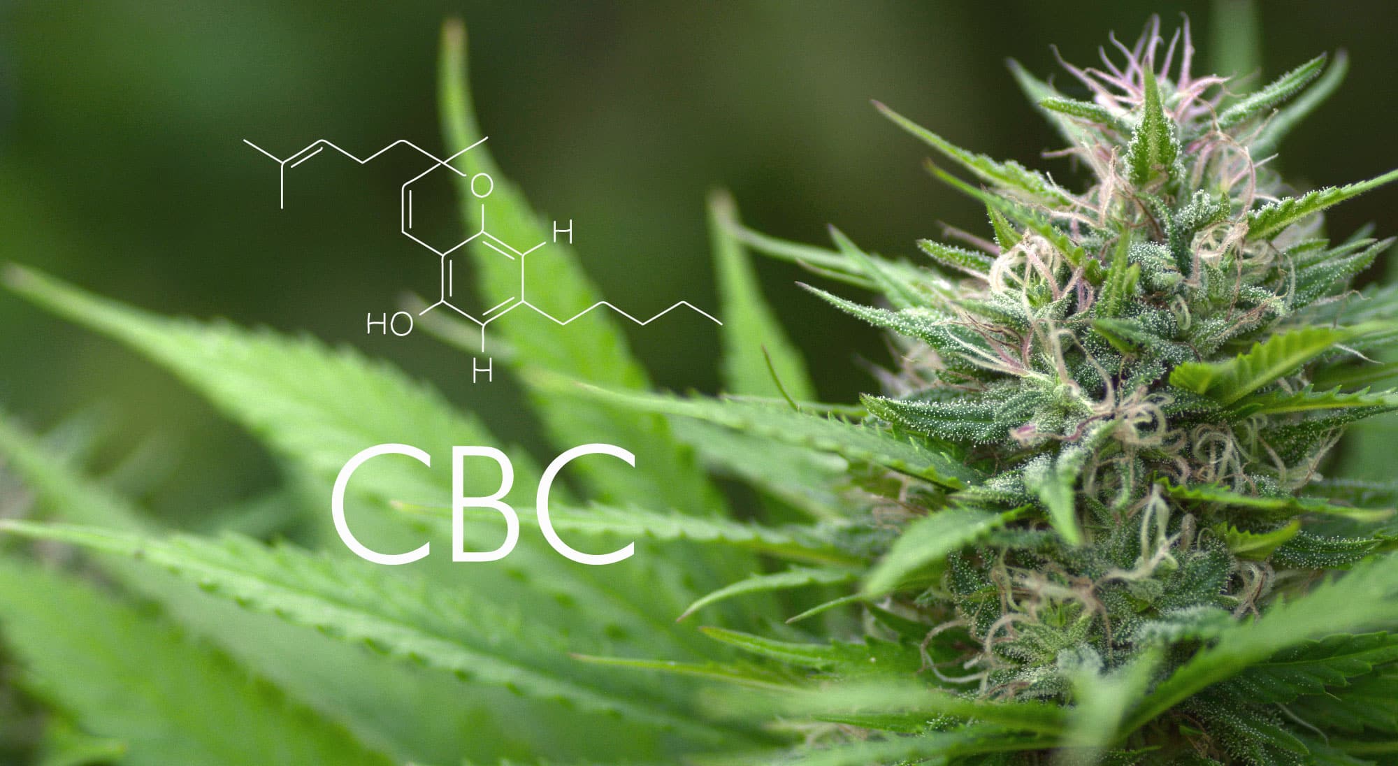 CBC o cannabicromeno: Qué es, Efectos y Propiedades