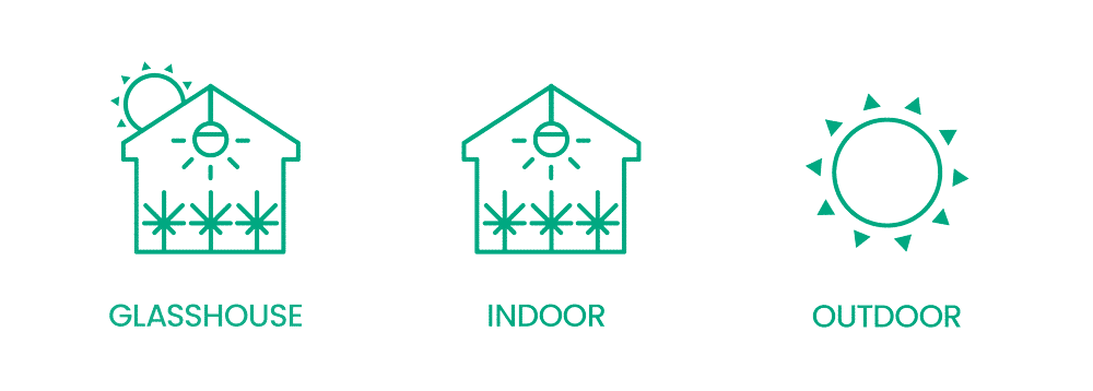 Tipos de cogollos CBD - Cultivo indoor, outdoor glasshouse
