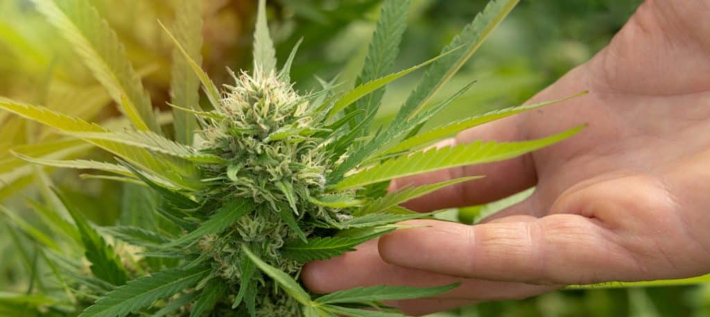 La CBDV se encuentra de forma natural en el cannabis, pero sólo unas pocas cepas son realmente ricas en este cannabinoide. 
