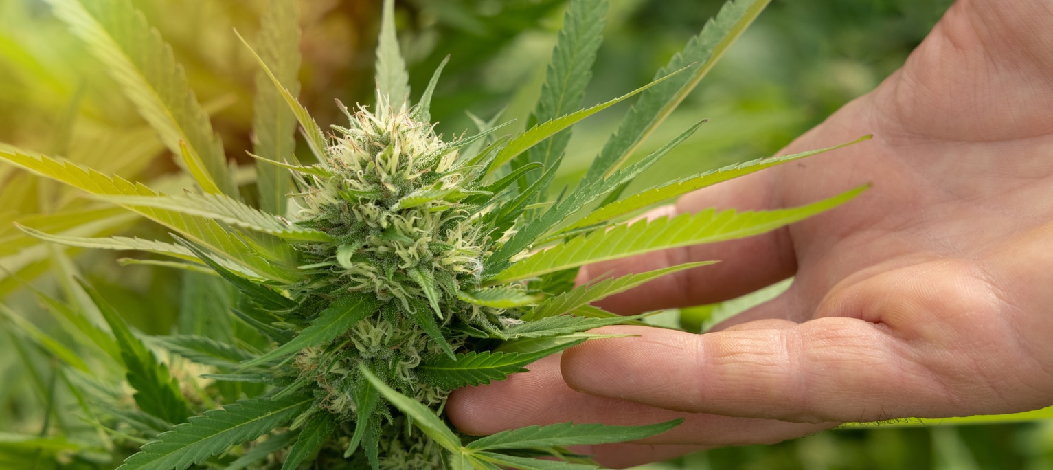 CBD vs CBDV: Diferencias Principales