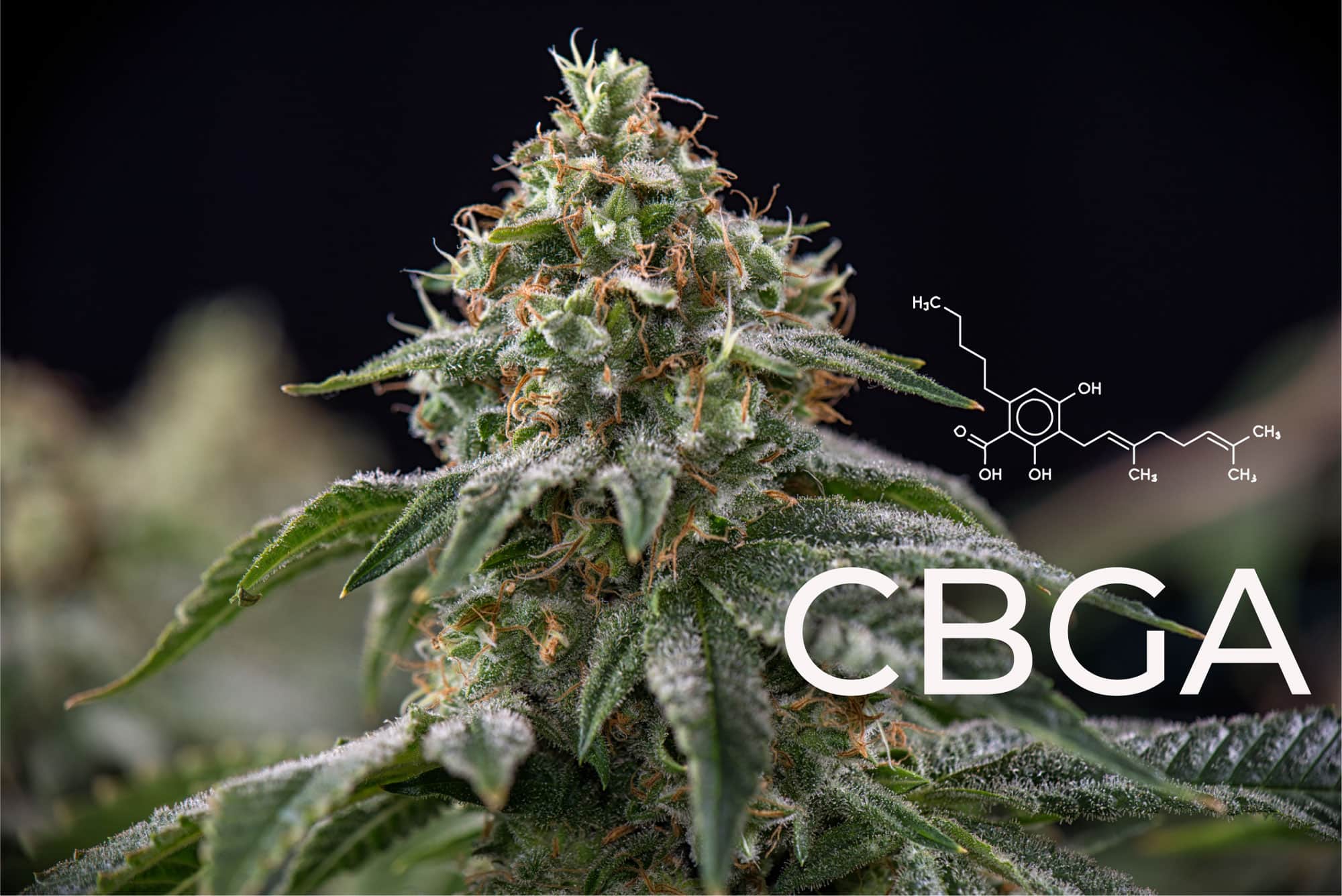CBGA: ¿Qué es y cuáles son sus efectos?
