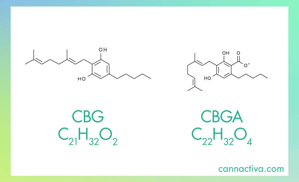 Diferencias entre CBG y CBGA