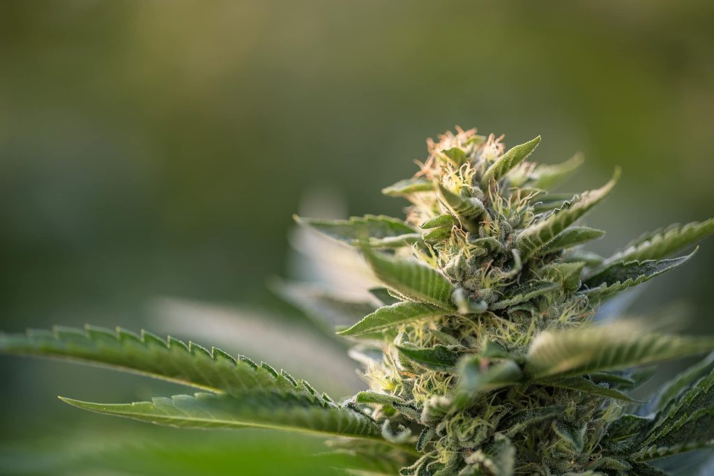 Tricomas del cannabis