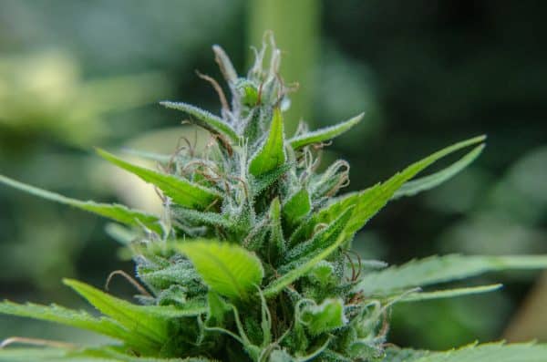 Planta legal de cannabis en sus primeros estadios de floración. 