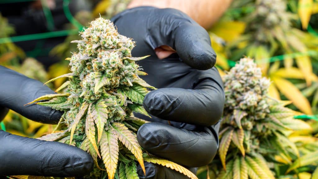 Cultivo legal de cannabis CBD