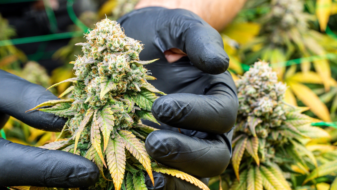 Mejor Cultivo de CBD: Indoor vs Outdoor vs Greenhouse