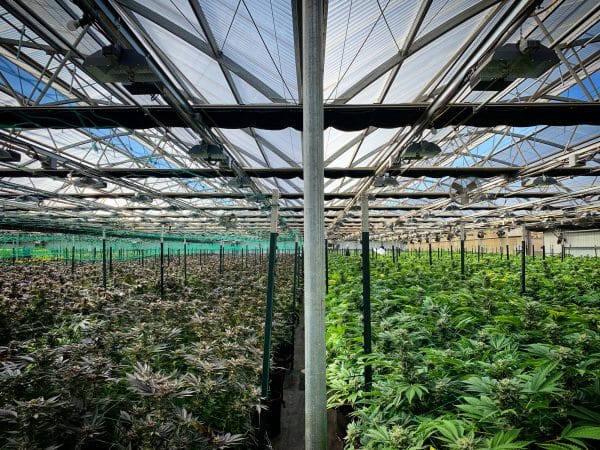 Cultivo de cannabis CBD legal en invernaderos