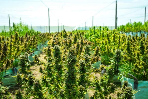 Cultivo de cannabis outdoor (exterior)