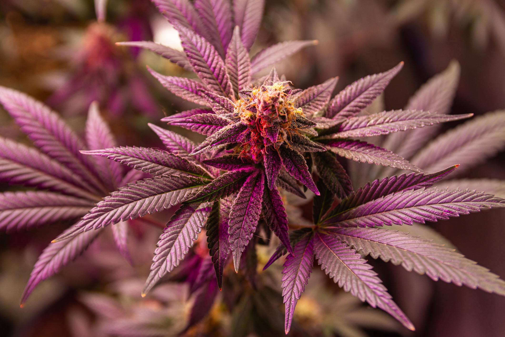 Flavonoides: Los compuestos de colores del cannabis