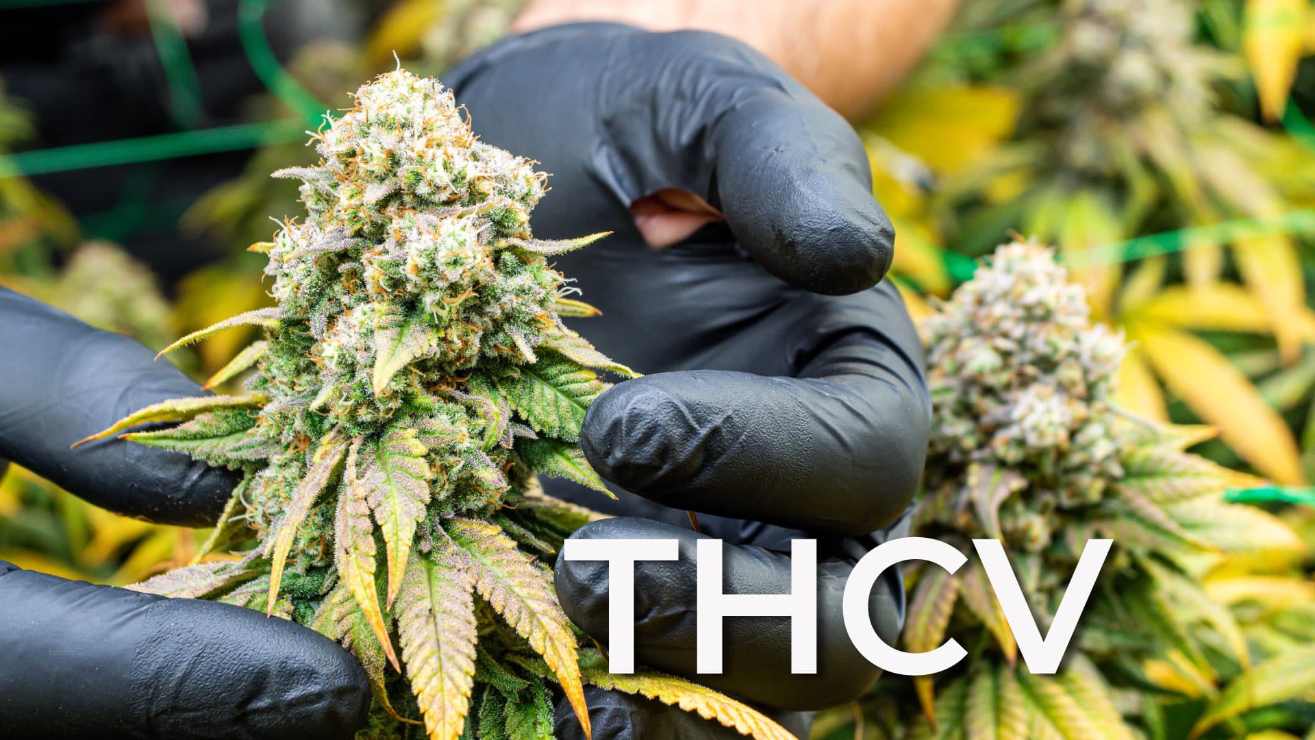 ¿Qué es la THCV y qué efectos tiene?