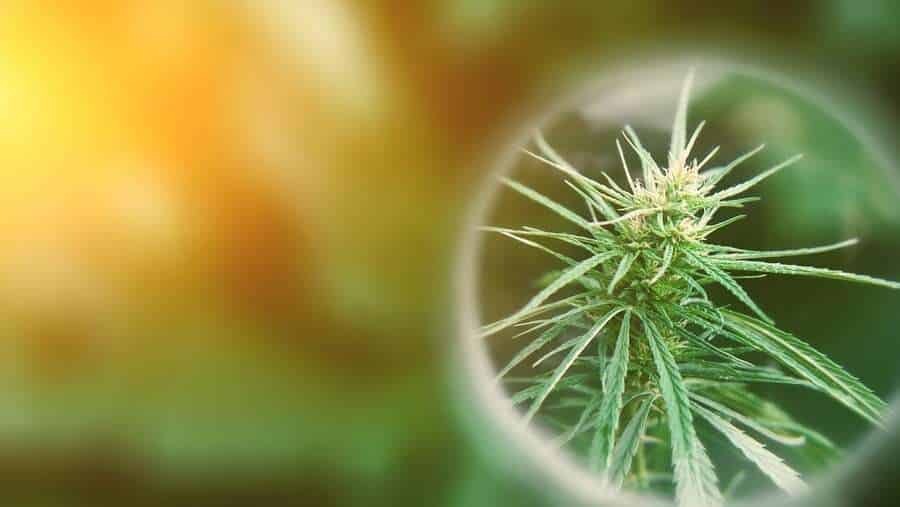 Síntomas de dejar el THC: ¿Qué pasa cuando dejas los porros? 