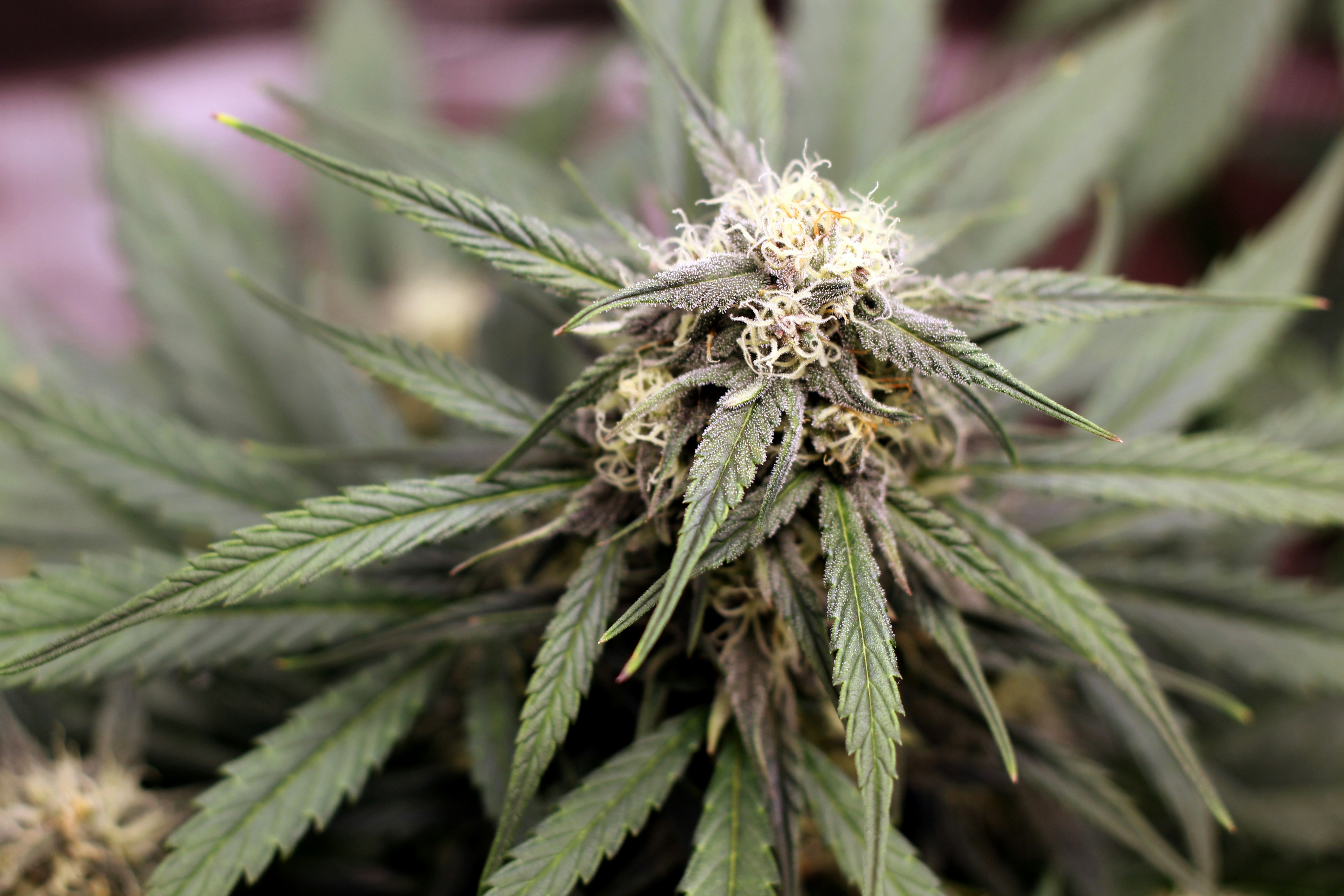 Efectos y Usos medicinales de la marihuana kush
