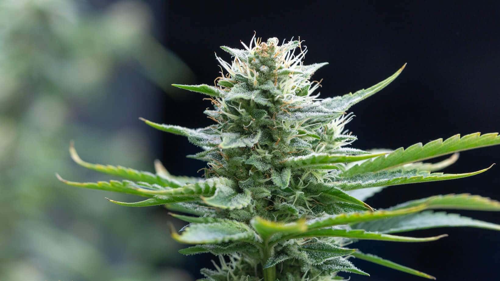 ¿El Cannabis Tiene los Mismos Efectos en Hombres y Mujeres?