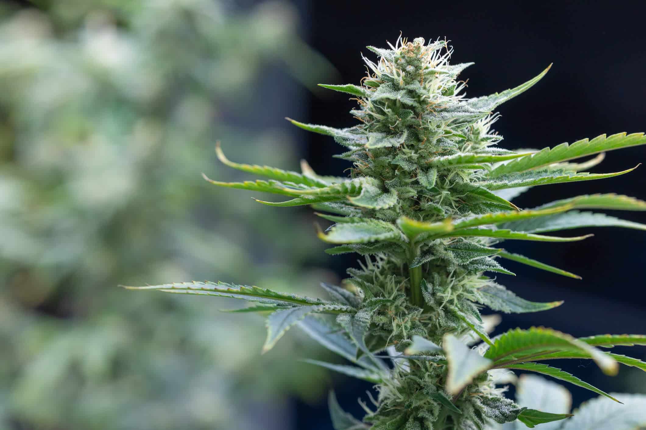 Guía Completa para Cultivar Marihuana Kush