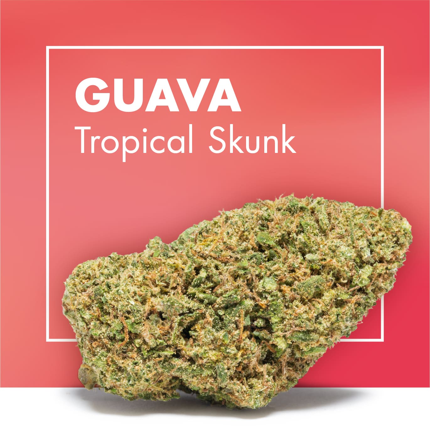 CBD Flowers Pack | 8 Premium Varieties Indoor + Greenhouse
