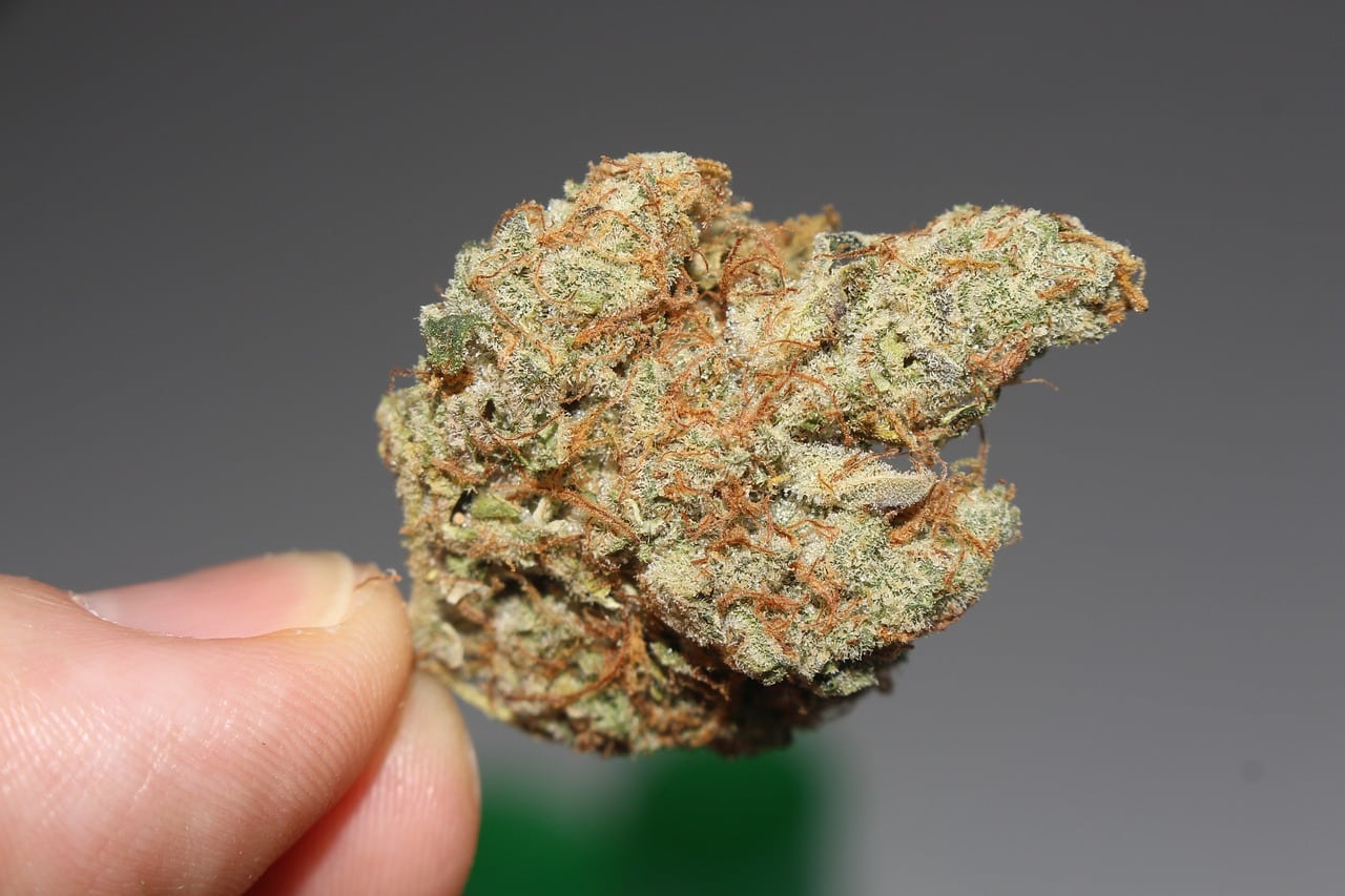 Diferencias Entre las Variedades Kush y Haze