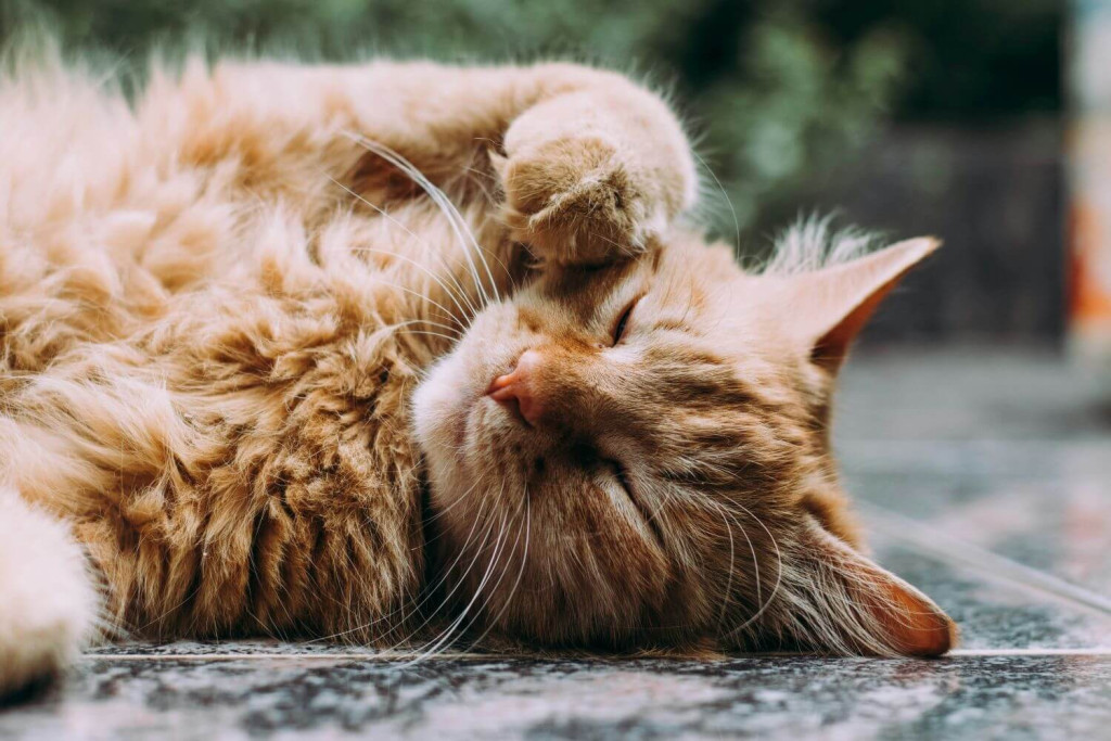 Muchos gatos han mostrado sentirse menos ansiosos y con menos dolor después de tomar CBD, según estudios.