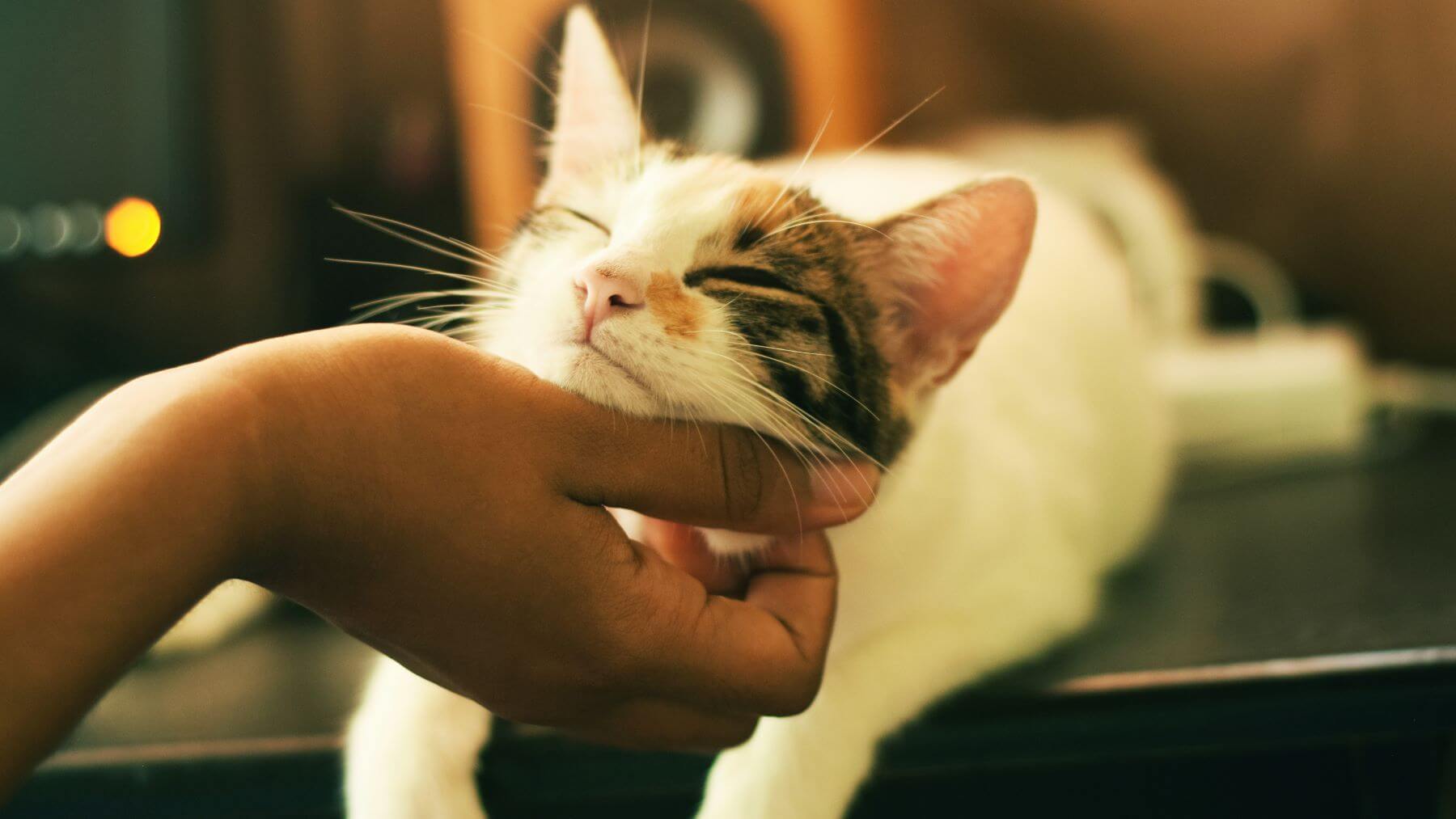 CBD para Gatos: Usos y Beneficios