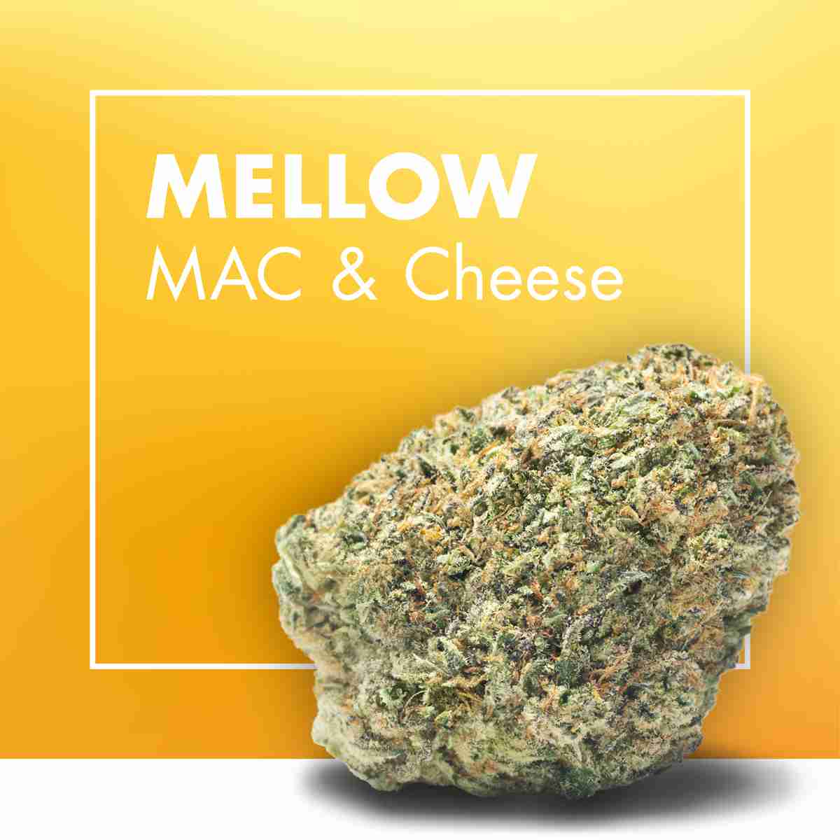 CBD Flowers Pack | 8 Premium Varieties Indoor + Greenhouse