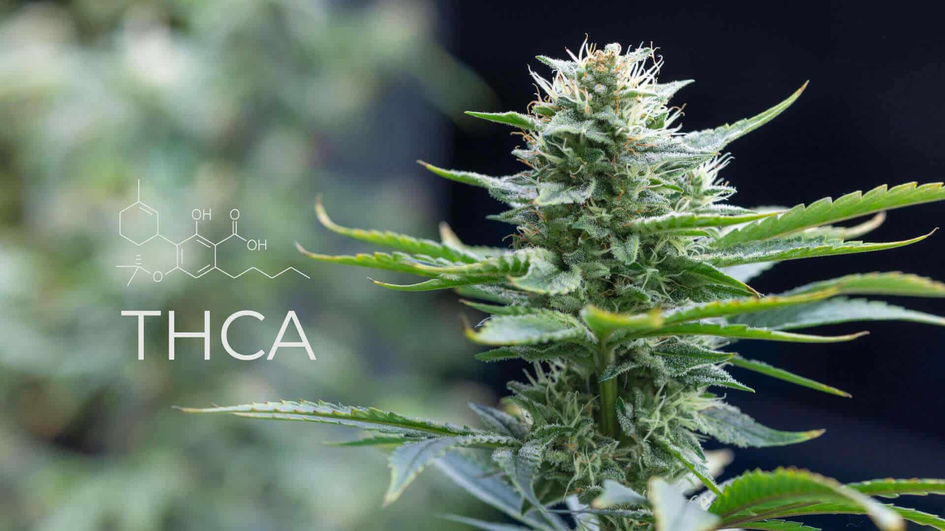 ¿Qué es el THCA? Descubre sus Efectos  