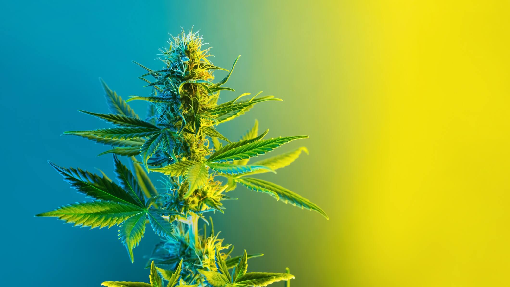 Propiedades medicinales del CBD: Un resumen