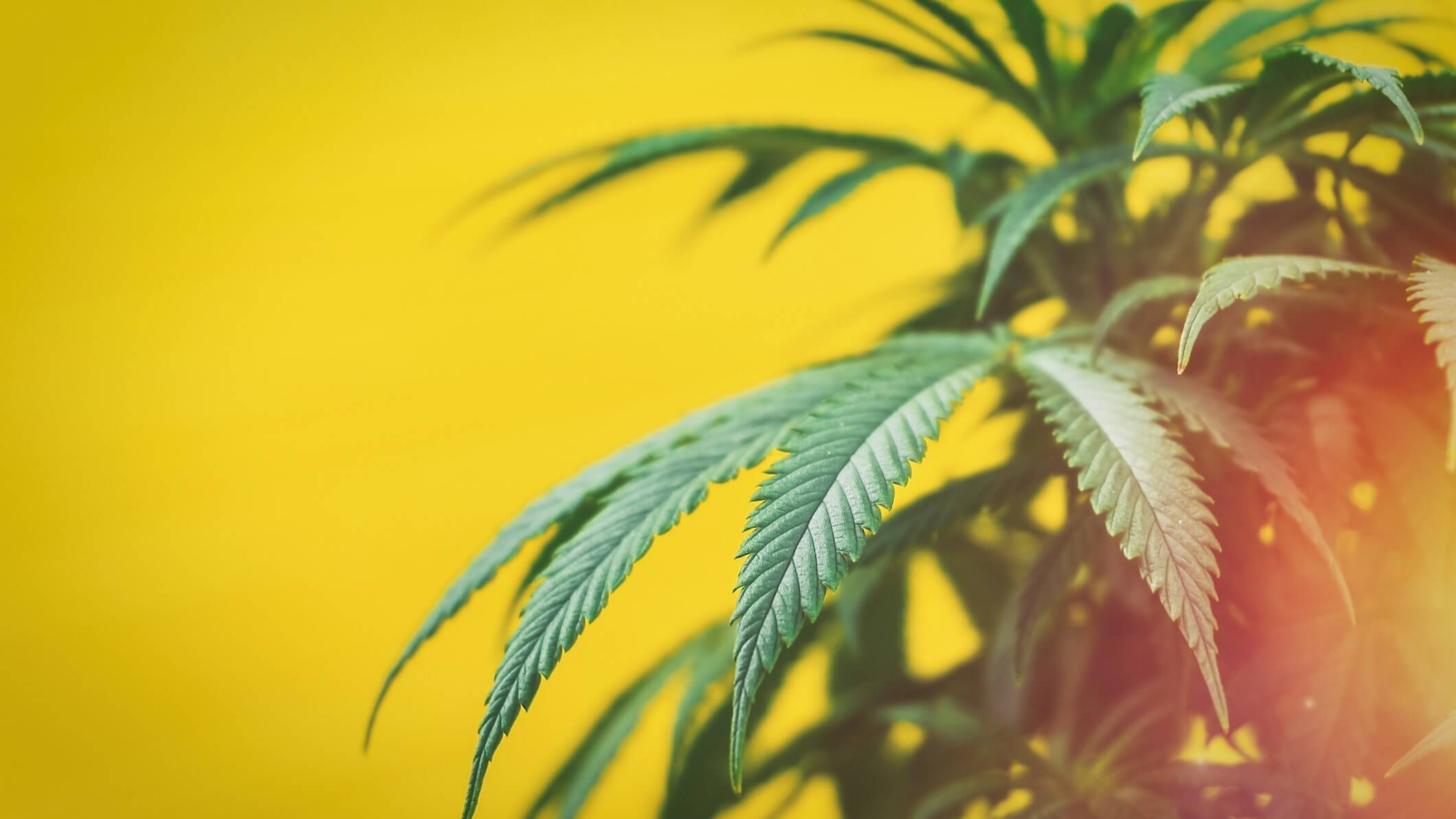 ¿Cómo Afecta el Cannabis a la Creatividad?