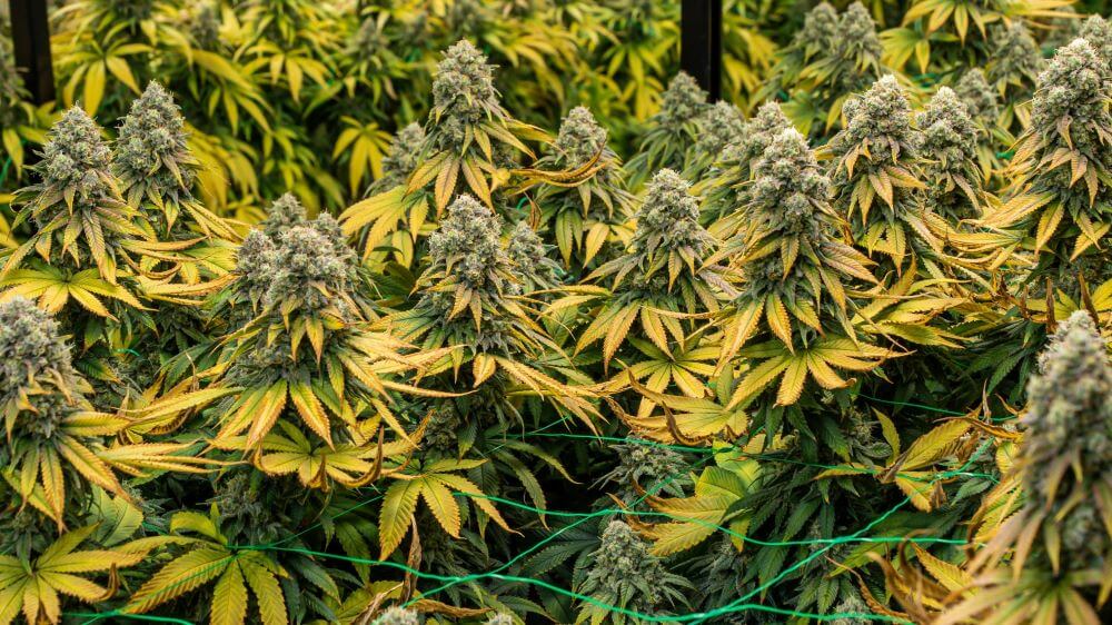 Plantación legal de cogollos de cannabis cbd