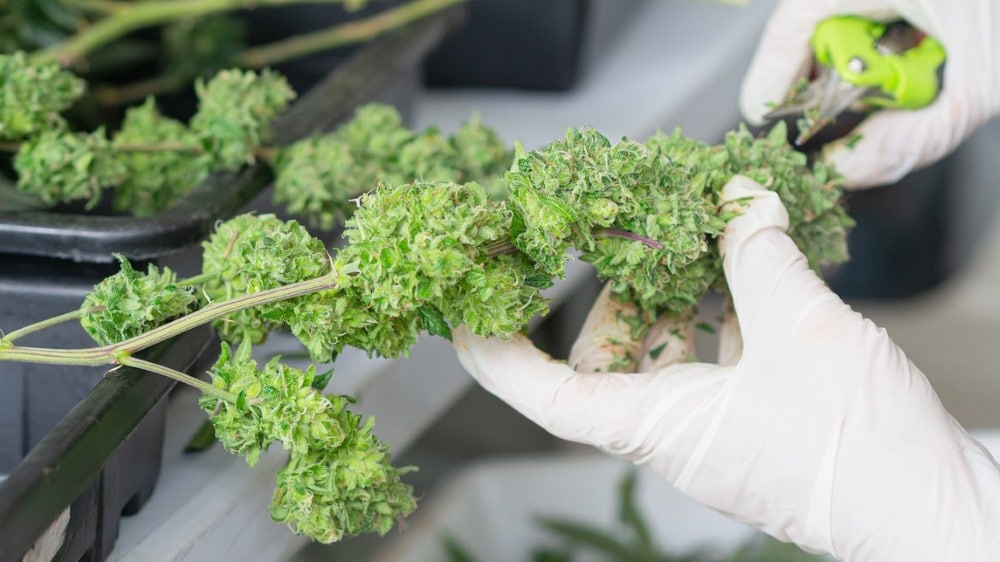 Elaboración del trim de cbd o picadura de cáñamo durante la manicura de las flores de cannabis