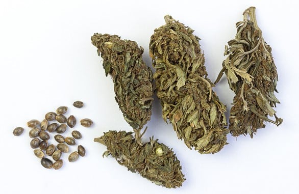 Cannabis de mala calidad, cogollos sin resina, poco aroma y con semillas visibles