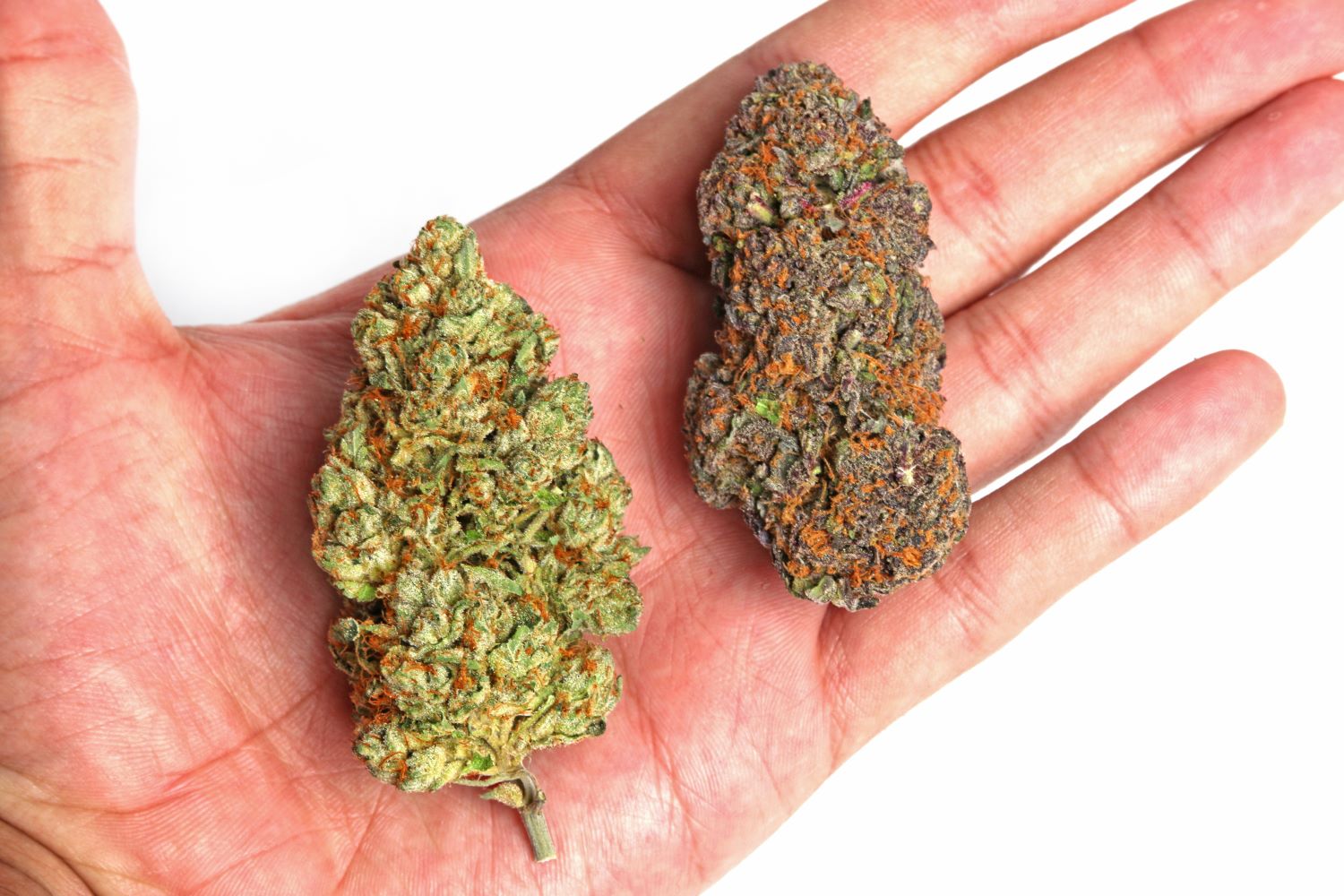 ¿Qué es el Cannabis PGR?
