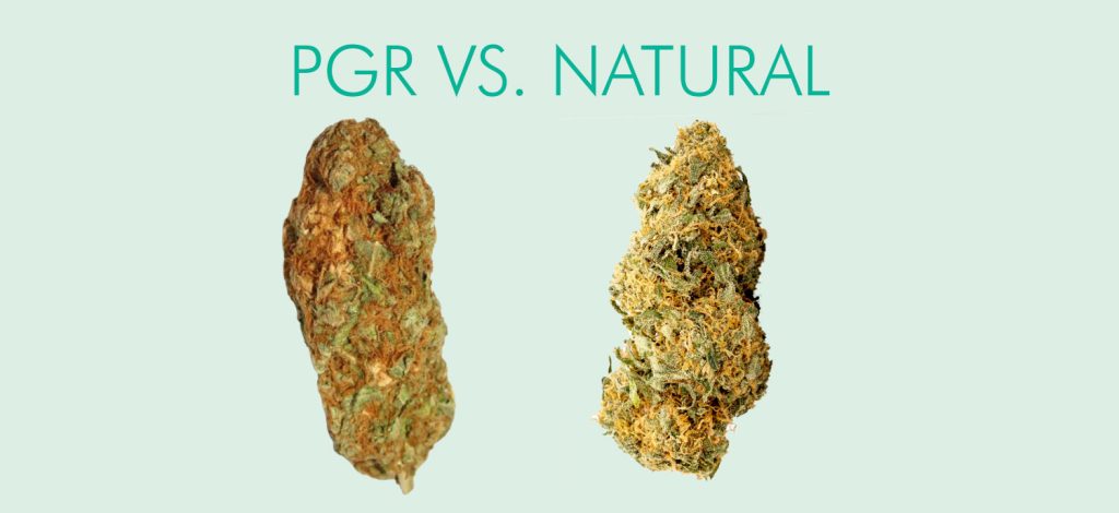 Diferencias entre cannabis natural y PGR